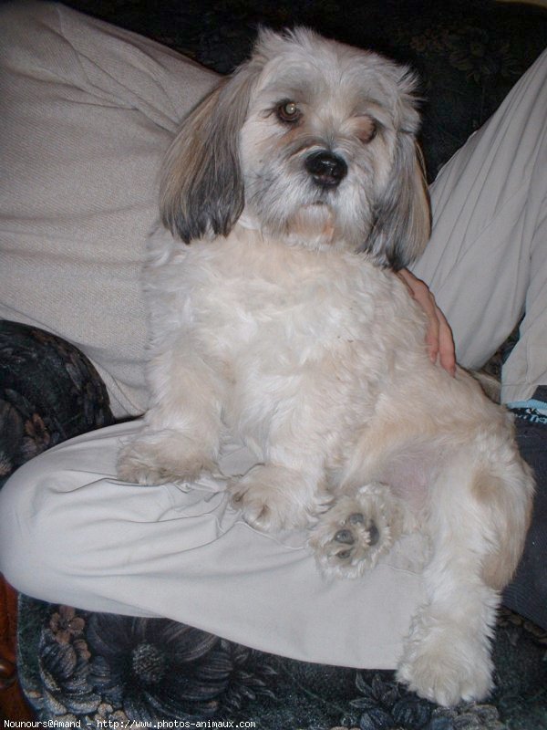 Photo de Lhassa apso