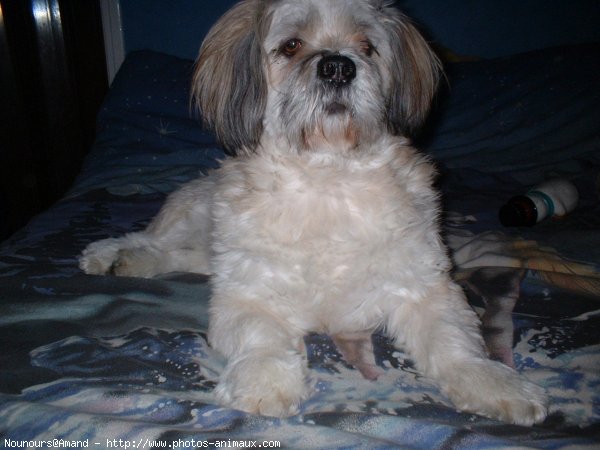 Photo de Lhassa apso