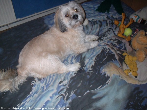 Photo de Lhassa apso