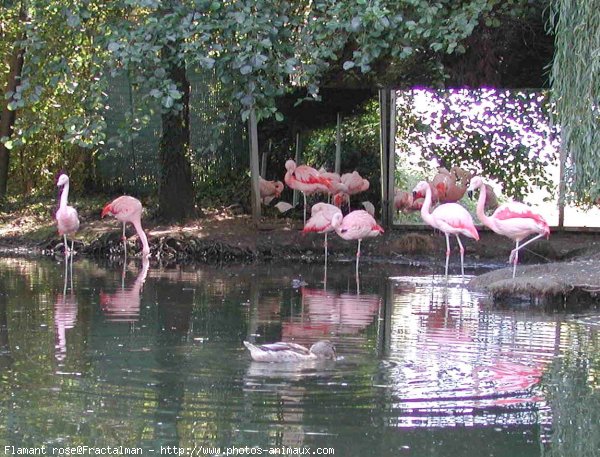 Photo de Flamand rose