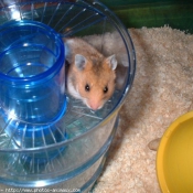 Photo de Hamster