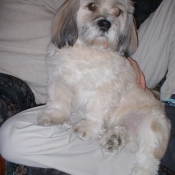 Photo de Lhassa apso