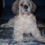 Photo de Lhassa apso