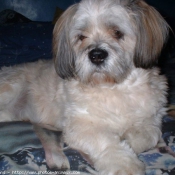 Photo de Lhassa apso