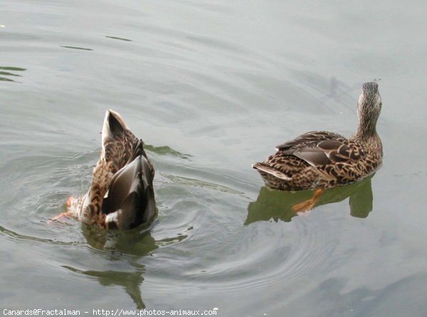 Photo de Canard