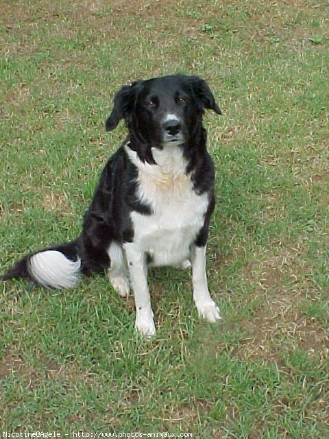 Photo de Border collie