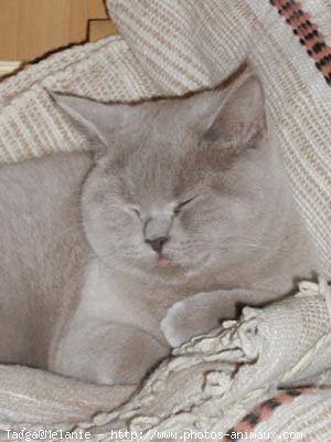 Photo de British shorthair