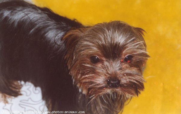 Photo de Yorkshire terrier