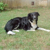 Photo de Border collie