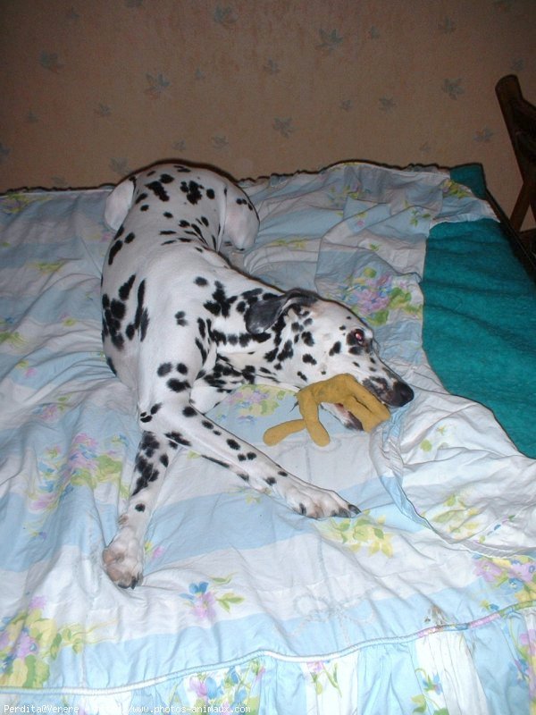 Photo de Dalmatien