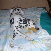 Photo de Dalmatien