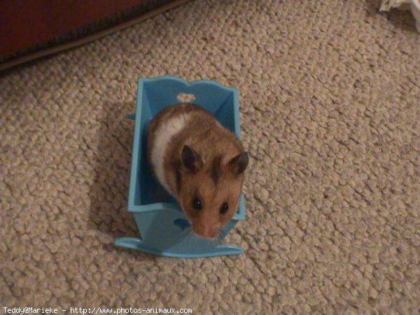 Photo de Hamster