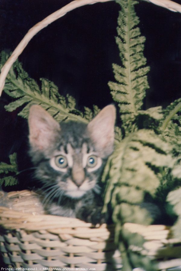 Photo de Chat domestique