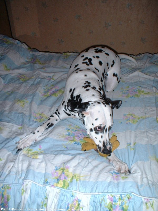 Photo de Dalmatien