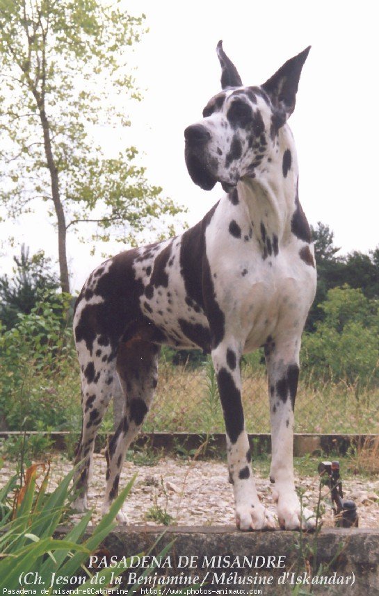 Photo de Dogue allemand