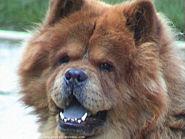 Photo de Chow chow