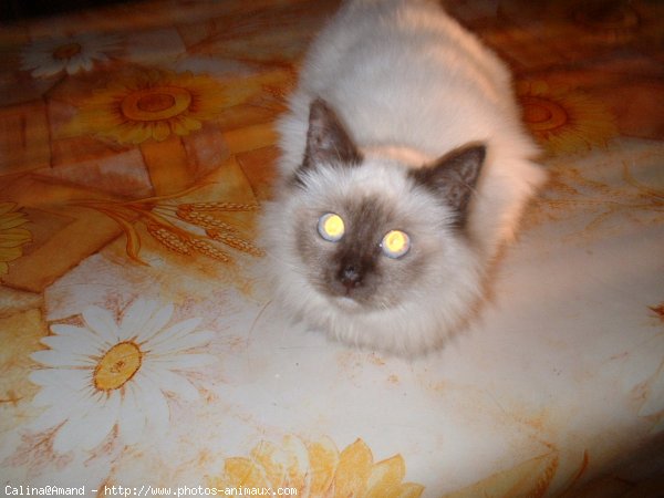 Photo de Sacr de birmanie