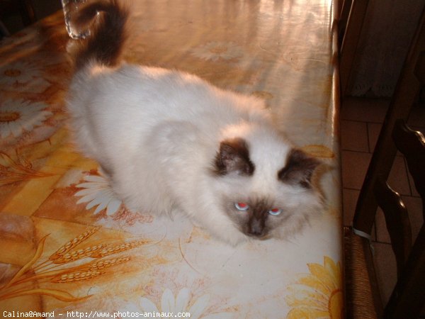 Photo de Sacr de birmanie