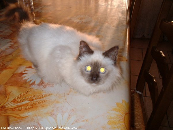 Photo de Sacr de birmanie