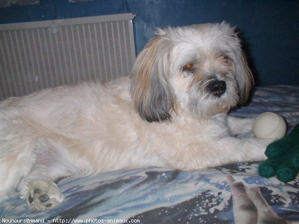 Photo de Lhassa apso