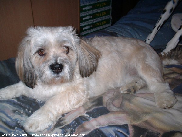 Photo de Lhassa apso