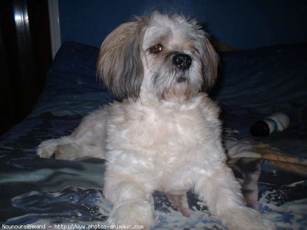 Photo de Lhassa apso