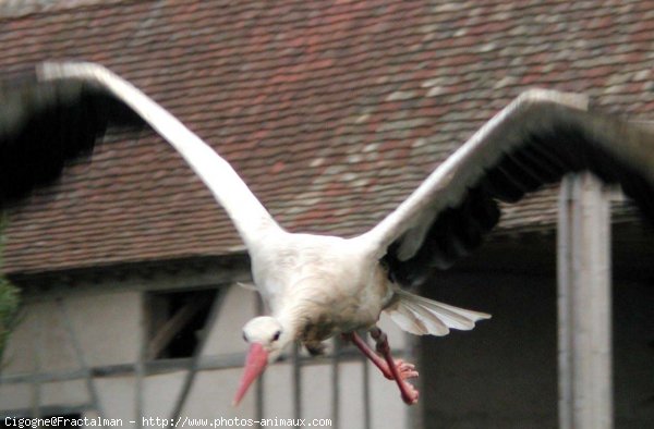 Photo de Cigogne