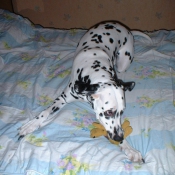 Photo de Dalmatien