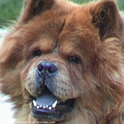 Photo de Chow chow