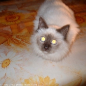 Photo de Sacr de birmanie