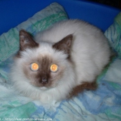 Photo de Sacr de birmanie