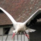 Photo de Cigogne