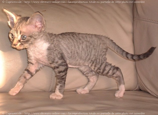 Photo de Devon rex