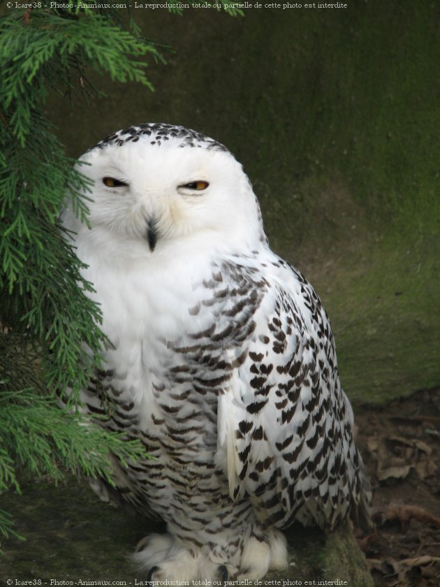 Photo de Harfang des neiges