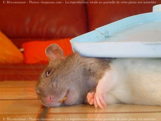 Photo de Rat