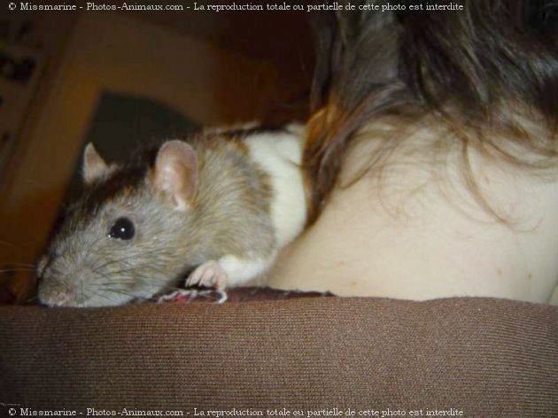 Photo de Rat