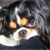 Photo de Cavalier king charles spaniel