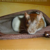 Photo de Rat