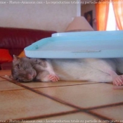 Photo de Rat