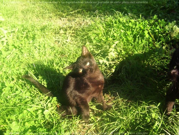 Photo de Chat domestique