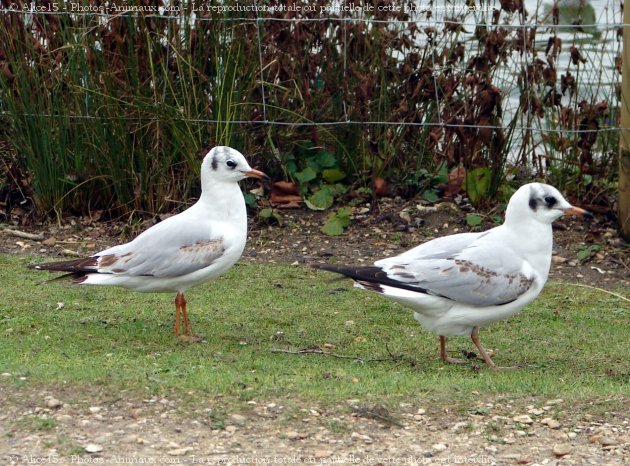 Photo de Mouette