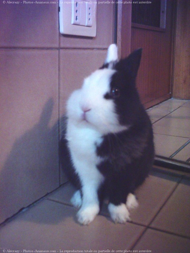 Photo de Lapin