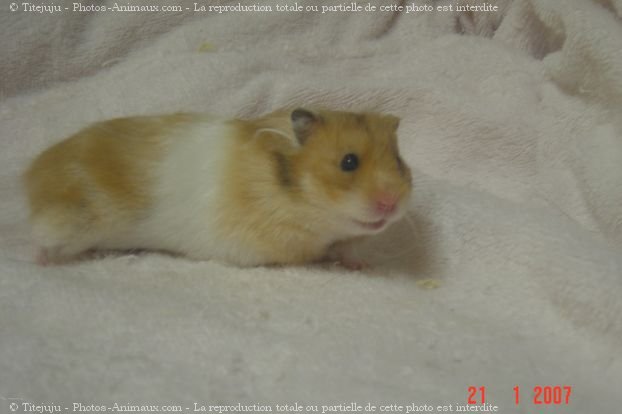 Photo de Hamster