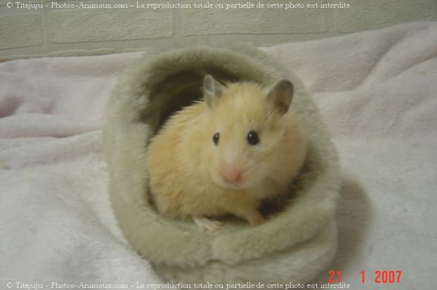 Photo de Hamster