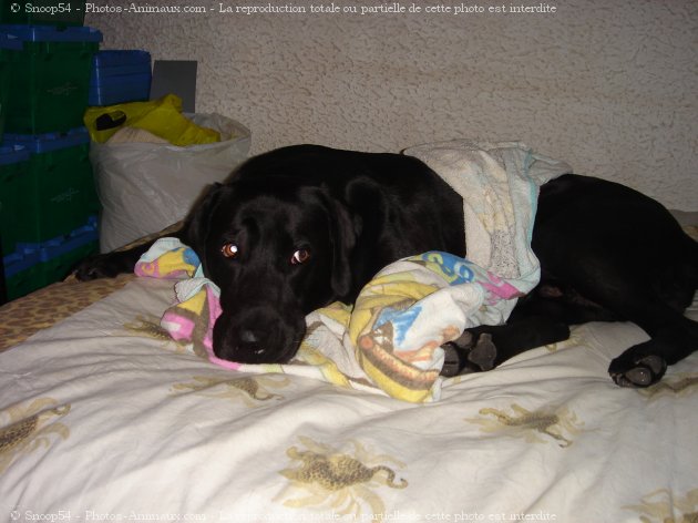 Photo de Labrador retriever