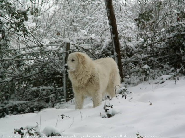 Photo de Chien de montagne des pyrnes