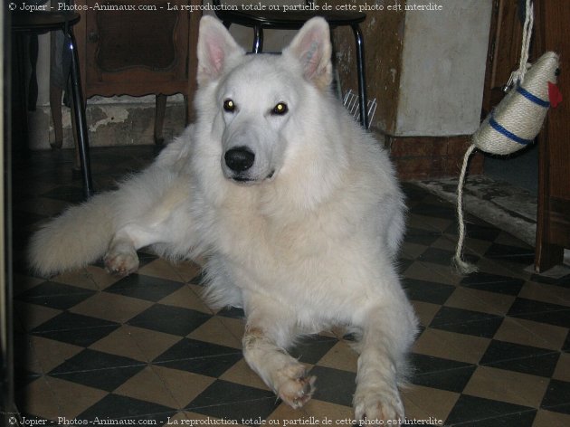 Photo de Berger blanc suisse