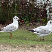 Photo de Mouette