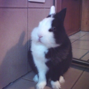 Photo de Lapin