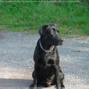 Photo de Labrador retriever